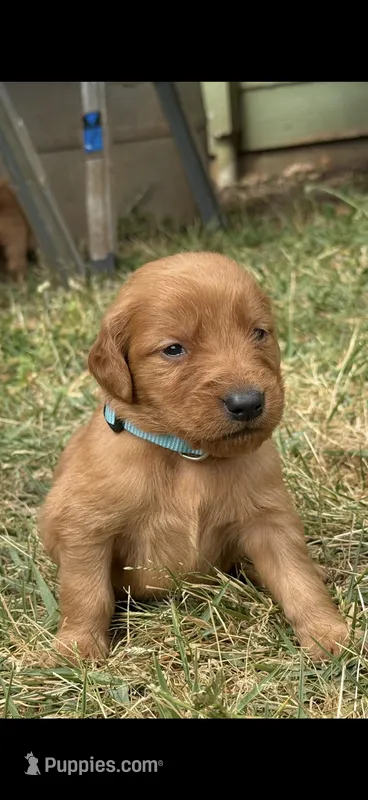 Buck  – Golden Retriever puppy for sale in Gray, GA