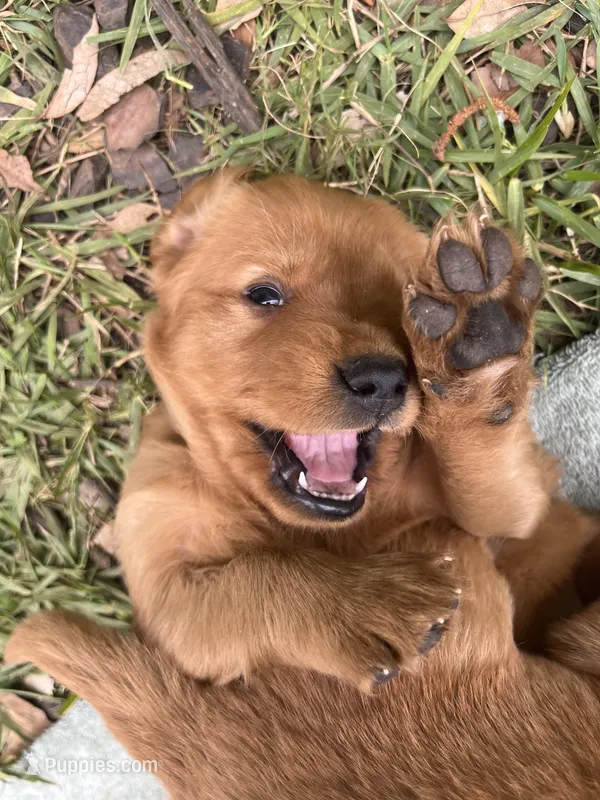 Rocky , a male Golden Retriever for sale in Gray, GA – Photo 1 of 5