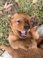 Rocky , a male Golden Retriever for sale in Gray, GA – Photo 1 of 5