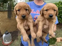 Rocky , a male Golden Retriever for sale in Gray, GA – Photo 3 of 5