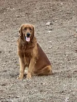 Sunny , a male Golden Retriever for sale in Gray, GA – Photo 4 of 5