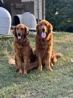 Sunny , a male Golden Retriever for sale in Gray, GA – Photo 3 of 5