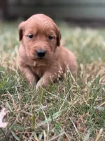 Claire , a female Golden Retriever for sale in Gray, GA – Photo 6 of 6