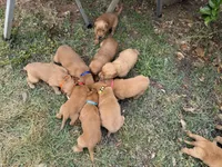 Honey , a female Golden Retriever for sale in Gray, GA – Photo 4 of 5