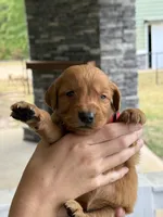 Honey , a female Golden Retriever for sale in Gray, GA – Photo 1 of 5