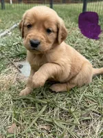 Lily , a female Golden Retriever for sale in Gray, GA – Photo 2 of 6