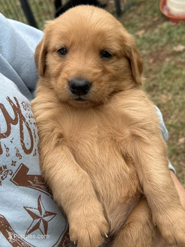 Lily  – Golden Retriever puppy for sale in Gray, GA