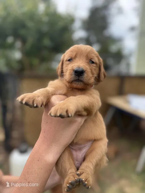 Claire  – Golden Retriever puppy for sale in Gray, GA