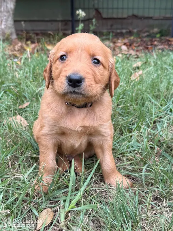 Tom – Golden Retriever puppy for sale in Gray, GA