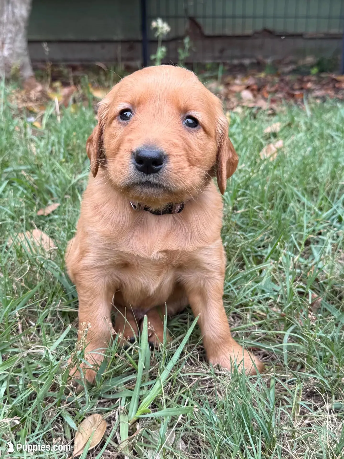 Tom, a male Golden Retriever for sale in Gray, GA – Photo 1 of 6