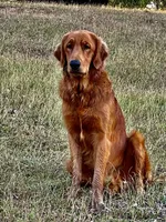 Tom, a male Golden Retriever for sale in Gray, GA – Photo 6 of 6