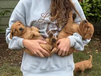 Tom, a male Golden Retriever for sale in Gray, GA – Photo 4 of 6
