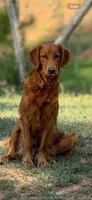 Tom, a male Golden Retriever for sale in Gray, GA – Photo 3 of 6