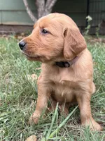 Tom, a male Golden Retriever for sale in Gray, GA – Photo 5 of 6