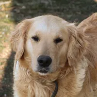 Ladd, a male Golden Retriever for sale in Zumbrota, MN – 2 of 3