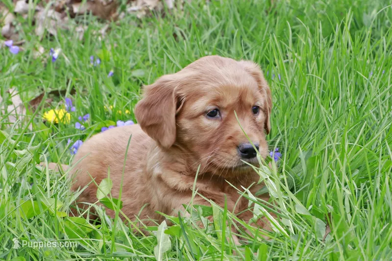 Keller – Golden Retriever puppy for sale in Zumbrota, MN