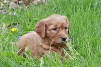 Keller, a male Golden Retriever for sale in Zumbrota, MN – Photo 1 of 3