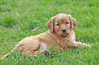 Keller, a male Golden Retriever for sale in Zumbrota, MN – Photo 2 of 3