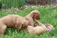Keller, a male Golden Retriever for sale in Zumbrota, MN – Photo 3 of 3