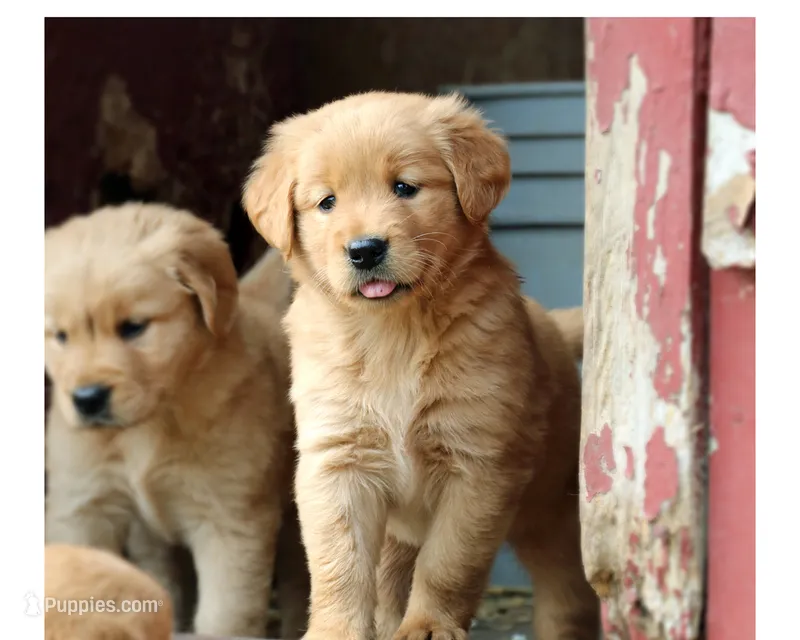 Ladd – Golden Retriever puppy for sale in Zumbrota, MN
