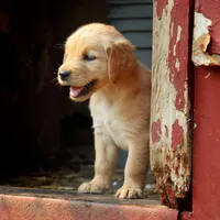 Leigh, a female Golden Retriever for sale in Zumbrota, MN – 4 of 4