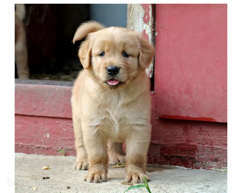 Larson – Golden Retriever puppy for sale in Zumbrota, MN