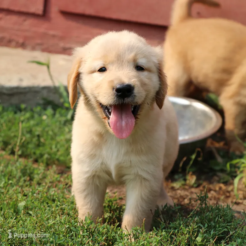 Leigh – Golden Retriever puppy for sale in Zumbrota, MN