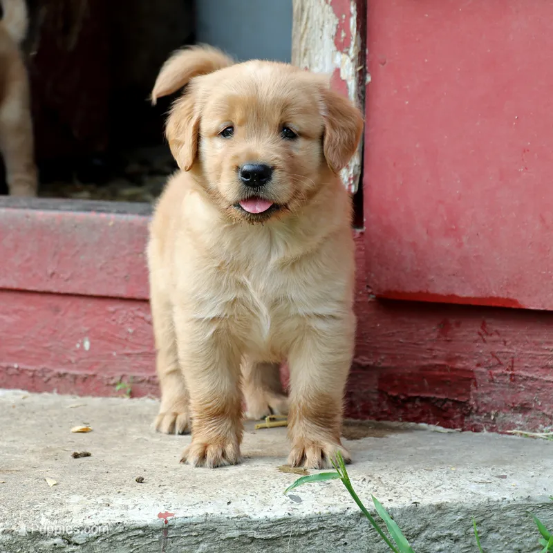 Larson – Golden Retriever puppy for sale in Zumbrota, MN