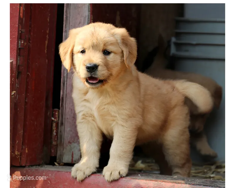 Leota – Golden Retriever puppy for sale in Zumbrota, MN