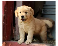 Leota, a female Golden Retriever for sale in Zumbrota, MN – 1 of 4