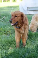 Leif, a male Golden Retriever for sale in Zumbrota, MN – 3 of 3