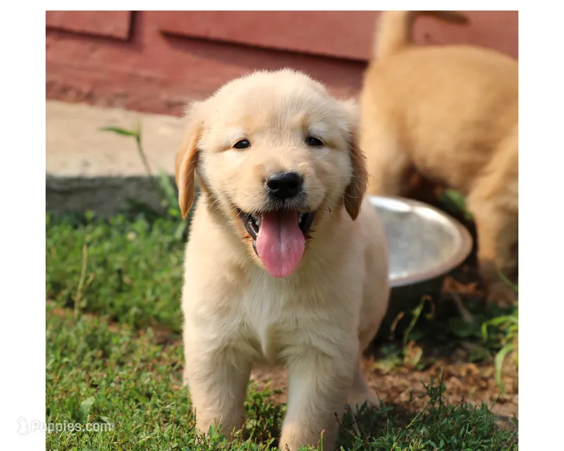 Leigh – Golden Retriever puppy on hold in Zumbrota, MN
