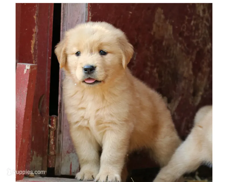 Leif – Golden Retriever puppy for sale in Zumbrota, MN
