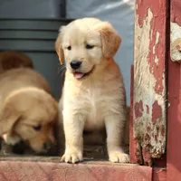 Lexie, a female Golden Retriever for sale in Zumbrota, MN – 2 of 4