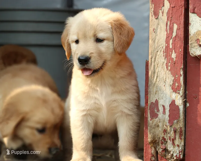 Lexie – Golden Retriever puppy for sale in Zumbrota, MN