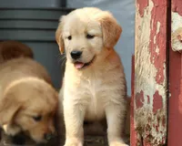 Lexie, a female Golden Retriever for sale in Zumbrota, MN – 1 of 4