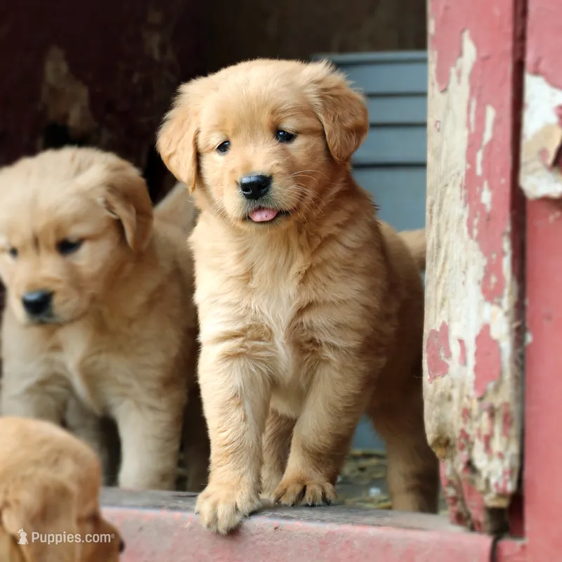 Ladd – Golden Retriever puppy for sale in Zumbrota, MN