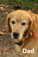 Jesse, a male Golden Retriever for sale in Zumbrota, MN – Photo 2 of 3