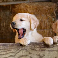 Jesse, a male Golden Retriever for sale in Zumbrota, MN – Photo 1 of 3