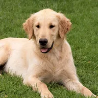 Jesse, a male Golden Retriever for sale in Zumbrota, MN – Photo 3 of 3