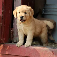 Leota, a female Golden Retriever for sale in Zumbrota, MN – 2 of 4