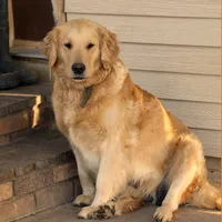 Leif, a male Golden Retriever for sale in Zumbrota, MN – 2 of 3