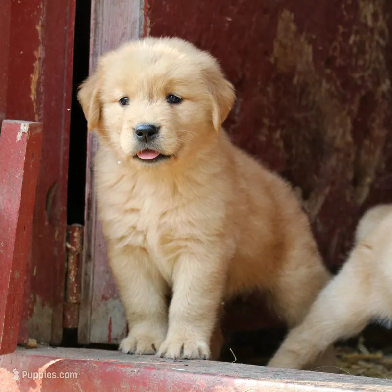 Leif – Golden Retriever puppy for sale in Zumbrota, MN