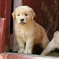 Leif, a male Golden Retriever for sale in Zumbrota, MN – 1 of 3