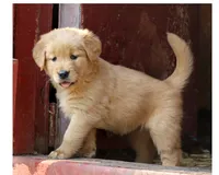 Lora, a female Golden Retriever for sale in Zumbrota, MN – 1 of 3