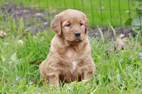 Kassidy, a female Golden Retriever for sale in Zumbrota, MN – Photo 2 of 3