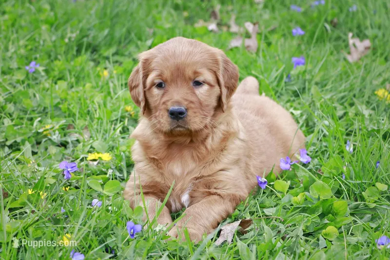 Kassidy – Golden Retriever puppy for sale in Zumbrota, MN