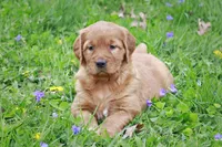 Kassidy, a female Golden Retriever for sale in Zumbrota, MN – Photo 1 of 3