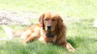 Leigh, a female Golden Retriever for sale in Zumbrota, MN – 2 of 4