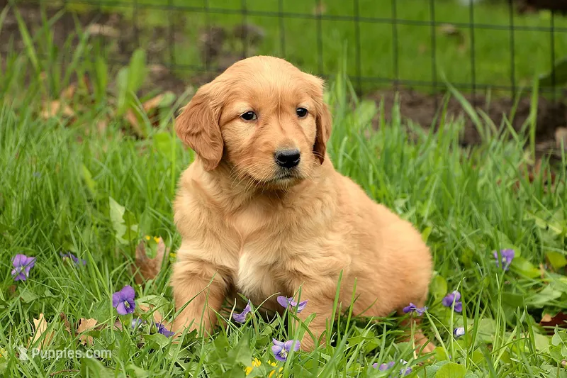 Kraig, a male Golden Retriever for sale in Zumbrota, MN – Photo 1 of 1